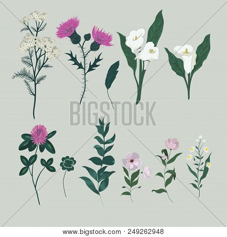 Vector Set With Wild Meadow Flowers. Isolated Collection