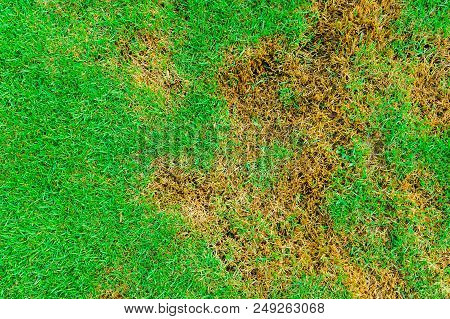 The Lawn Is A Germ., Pests And Disease Cause Amount Of Damage To Green Lawns, Lawn In Bad Condition 