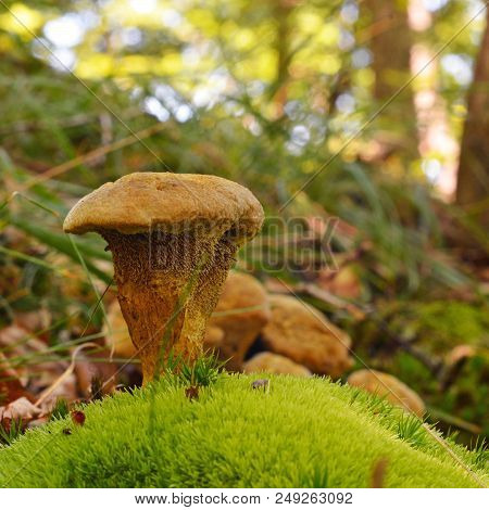 Very Rare Hydnellum Compactum Mushroom, Vulnerable Species On Red Data List