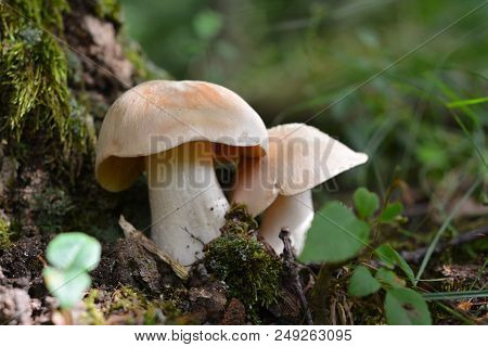 Entoloma Sinuatum Mushroom Known As The Livid Entoloma And Livid Pinkgill And Lead Poisoner