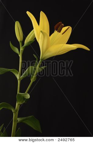 Gele Lily
