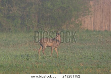 Young Natural Roebuck Standing In Mist In Grassland