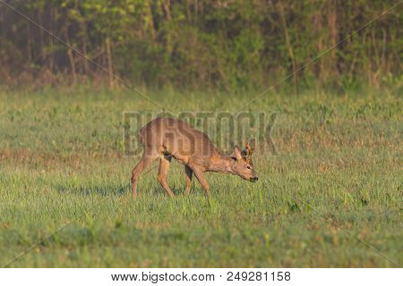 Young Natural Roebuck Standing In Green Meadow, Morning Light