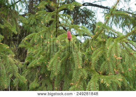 Immature Cone On Branch Of Norway Spruce In Spring
