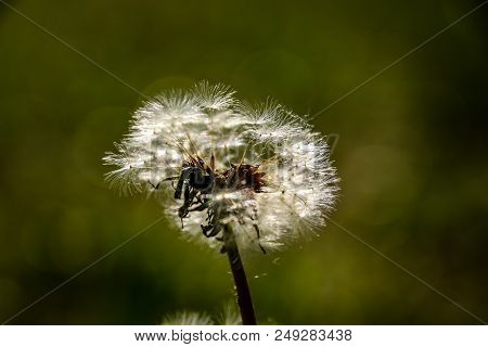 Dandelion Macro Contrastly Growing On Spring Meadow