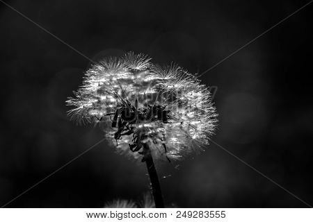 Dandelion Macro Contrastly Growing On Spring Meadow