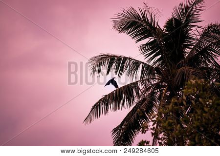 Flying Raven And Palmtree At Pink Evening Light