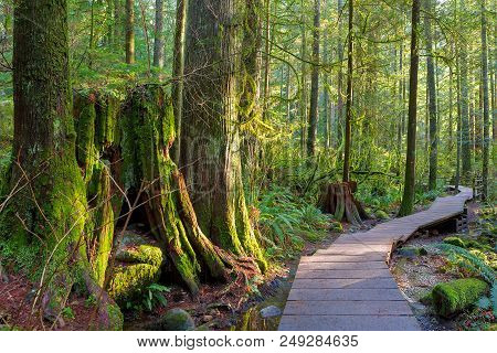 Wood Walkway Path Hiking Trail Through Forest In Lynn Canyon Park In The Municipal Of British Columb