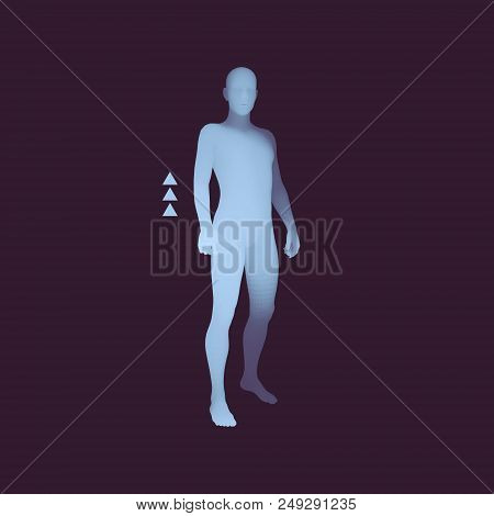 Standing Man. 3d Human Body Model. Design Element. Man Stands On His Feet. Vector Illustration.