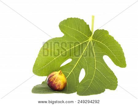Martineca Rimada Fig On Leaf