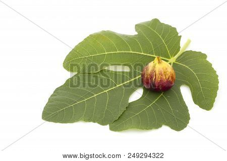 Martineca Rimada Fig On Leaf