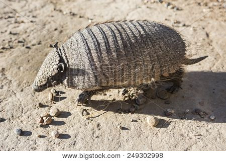 Armadillo From Peninsula Valdez, Patagonia Coast, Argentina