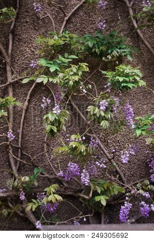 Many Leaves Grow Up On The Wall