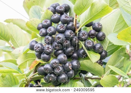 Ripe Chokeberry Berries On The Branch, Aronia Melanocarpa. Closeup.