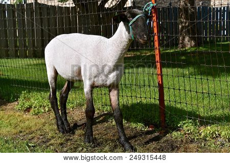 A Sheep Which Has Been Shorn, Scrubbed, And Prepared For Judging At A County Fair Is Tied To A Post.
