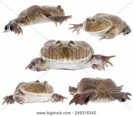 The Budgett's Or Hippo Frog, Lepidobatrachus Laevis, On White