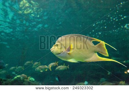 Bermuda Blue Angelfish Holacanthus Bermudensis