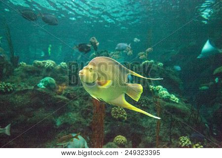 Bermuda Blue Angelfish Holacanthus Bermudensis