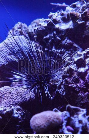 Black Sea Urchin Also Called Lime Urchin Diadema Antillarum Wedged Between Corals On A Coral Reef.
