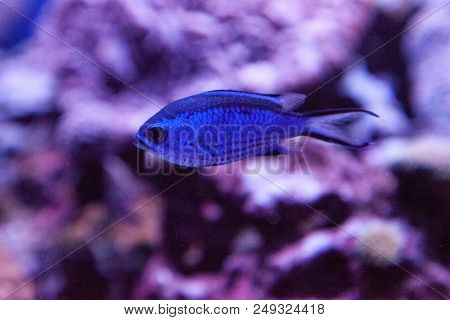 Blue Reef Chromis Damselfish Chromis Cyaneus