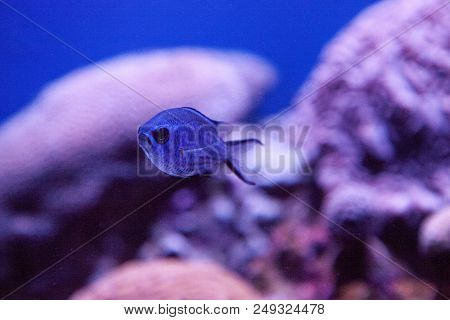 Blue Reef Chromis Damselfish Chromis Cyaneus