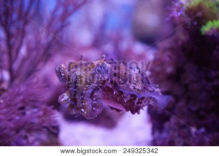Dwarf Cuttlefish Sepia Bandensis