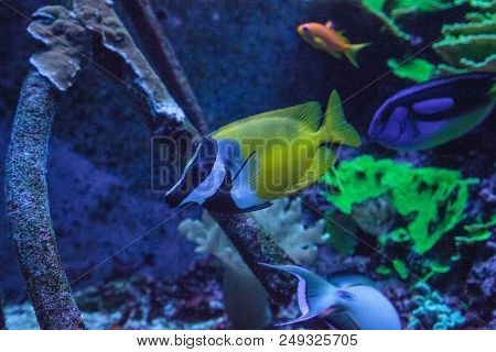 Foxface Rabbitfish Siganus Vulpinus Swims Across A Coral Reef With A Royal Tang.
