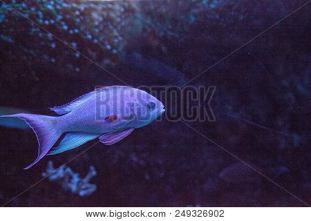 Pink Flasher Wrasse Paracheilinus Carpenteri