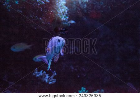 Pink Flasher Wrasse Paracheilinus Carpenteri