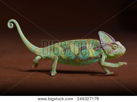 Chamaleon Sideways In Studio With Brown Background