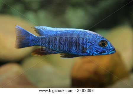 Cichlid