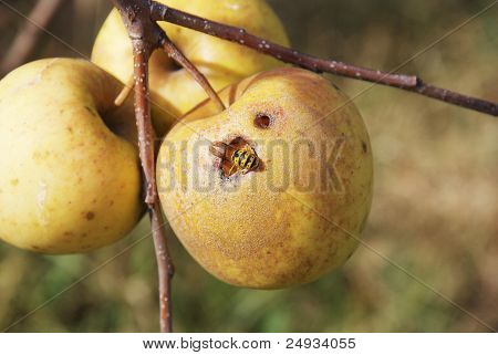 wasp eating in the apple