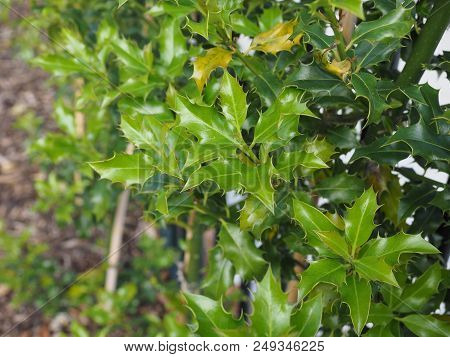 Christmas Holly Plant