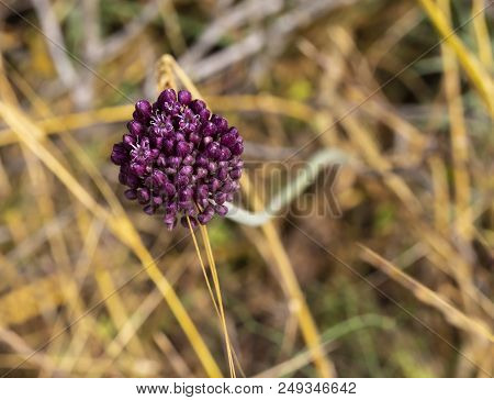 The Purple Flower Of Allium Ampeloprasum In A Field Near Jerusalem, Israel