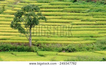 Rice Terraces. A Tree Stand In The Full Grown Rain Fed Paddy Field In Mountain Valley. Rice Terraces