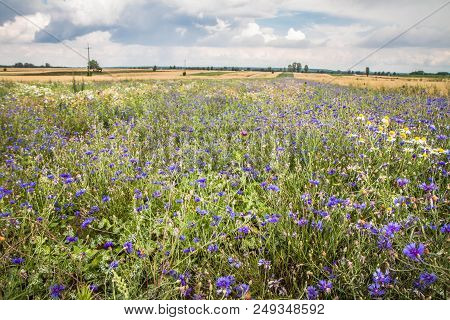 Centaurea Blue Flowers Growing In A Field