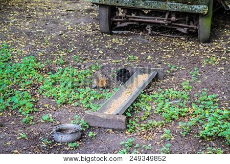Chickens Being Fed In A Yard At A Farm