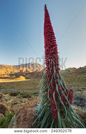 Endemic Beautiful Flower Tajinaste Rojo (echium Wildpretii) With Peak Of Pico Del Teide Volcano In B