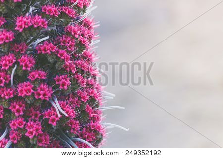 Close Up On Endemic Beautiful Flower Tajinaste Rojo (echium Wildpretii). Teide National Park, Teneri