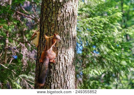 Red Squirrel Sitting On The Trunk Of A Tree. In The Background, The Trees Are Illuminated By The Sun