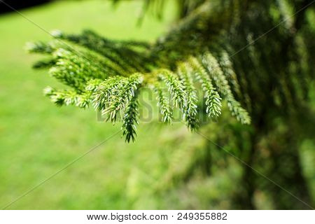 Soft Focus Of Branch And Leaves Pine Tree In The Morning, Ecological Concept, Space For Text In Temp
