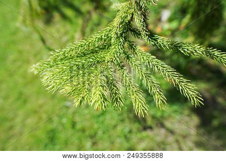 Soft Focus Of Branch And Leaves Pine Tree In The Morning, Ecological Concept, Space For Text In Temp