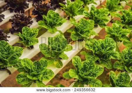 Fresh Lettuce Leaves, Close Up., Butterhead Lettuce Salad Plant, Hydroponic Vegetable Leaves. Organi