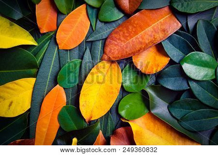 Creative Beautiful Colorful Leafs In Autumn For Background And Backdrop. This Is Wallpaper For Decor