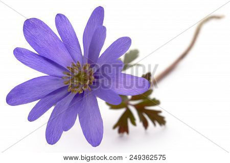 Anemone Blanda Blue Shades Or Grecian Windflowers