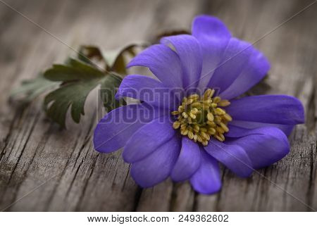 Anemone Blanda Blue Shades Or Grecian Windflowers On Wooden Surface