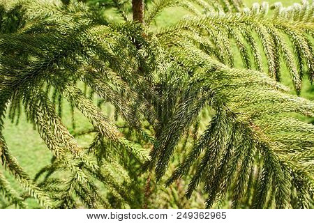 Soft Focus Of Branch And Leaves Pine Tree In The Morning, Ecological Concept, Space For Text In Temp