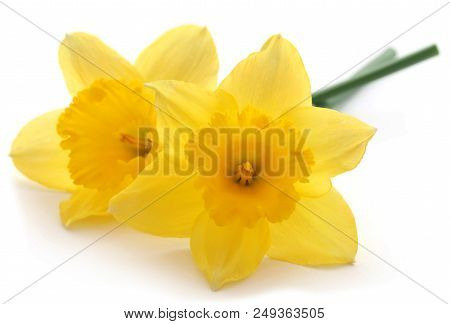 Closeup Of Flower Daffodil Over White Background