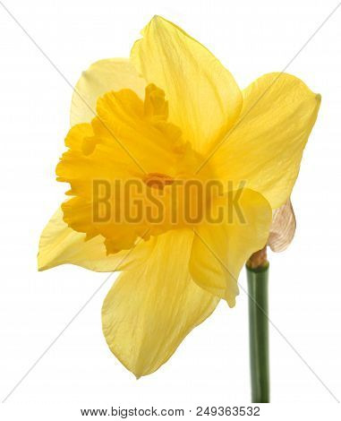 Closeup Of Flower Daffodil Over White Background