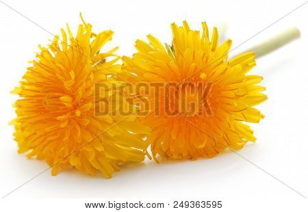 Closeup Of Medicinal Dandelion Over White Background
